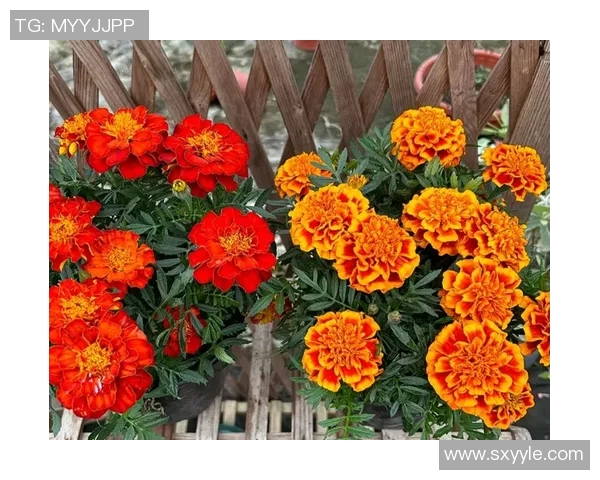 花卉种植技巧与养护方法全面指南 提升园艺爱好者的种植水平